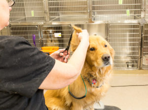 grooming services for dogs and cats