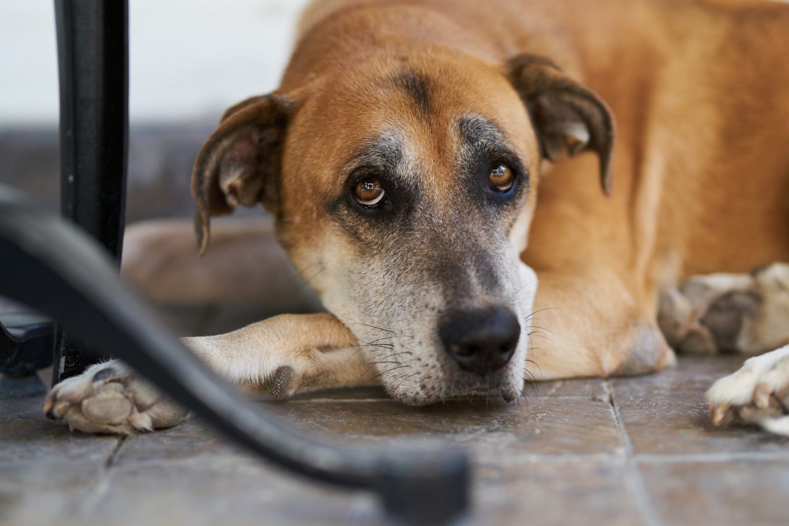 What Is Noise Aversion And How Do You Treat It Regarding Dogs Mt 