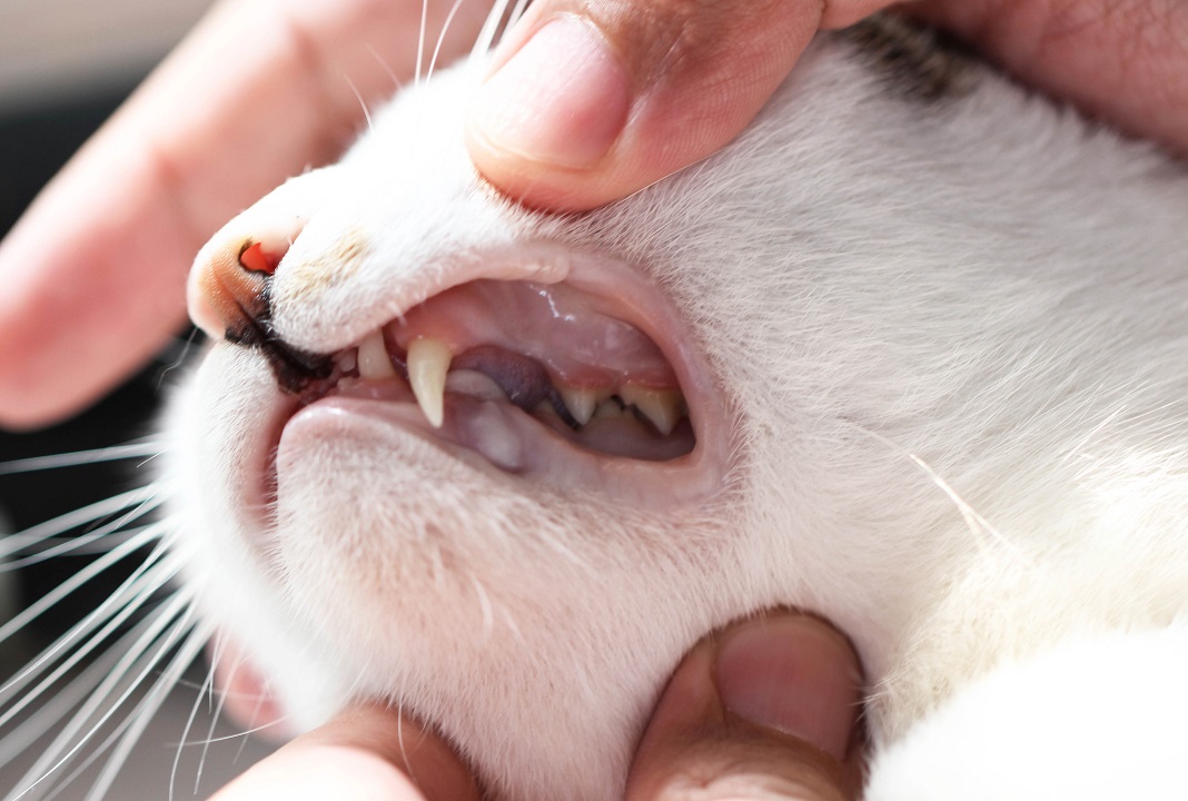 Healthy Cat Teeth