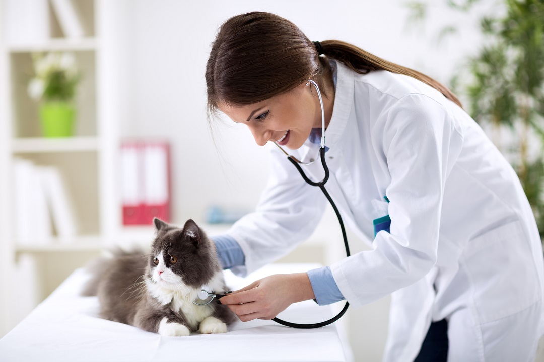 northern-baltimore-county-discussing-heart-disease-in-cats