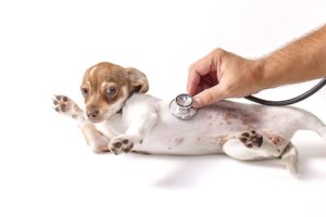mt. carmel animal hospital heart murmurs in dogs