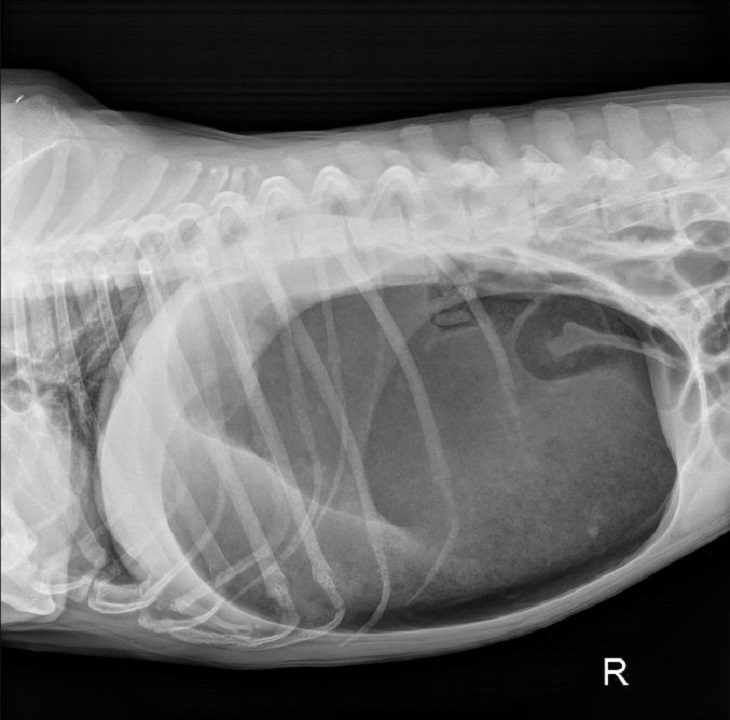 Canine Bloating Gastric Dilatation and Volvulus GDV in Dogs