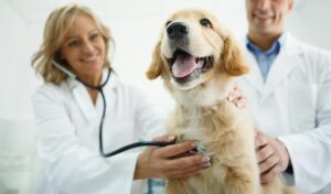 mt. carmel animal hospital canine respiratory