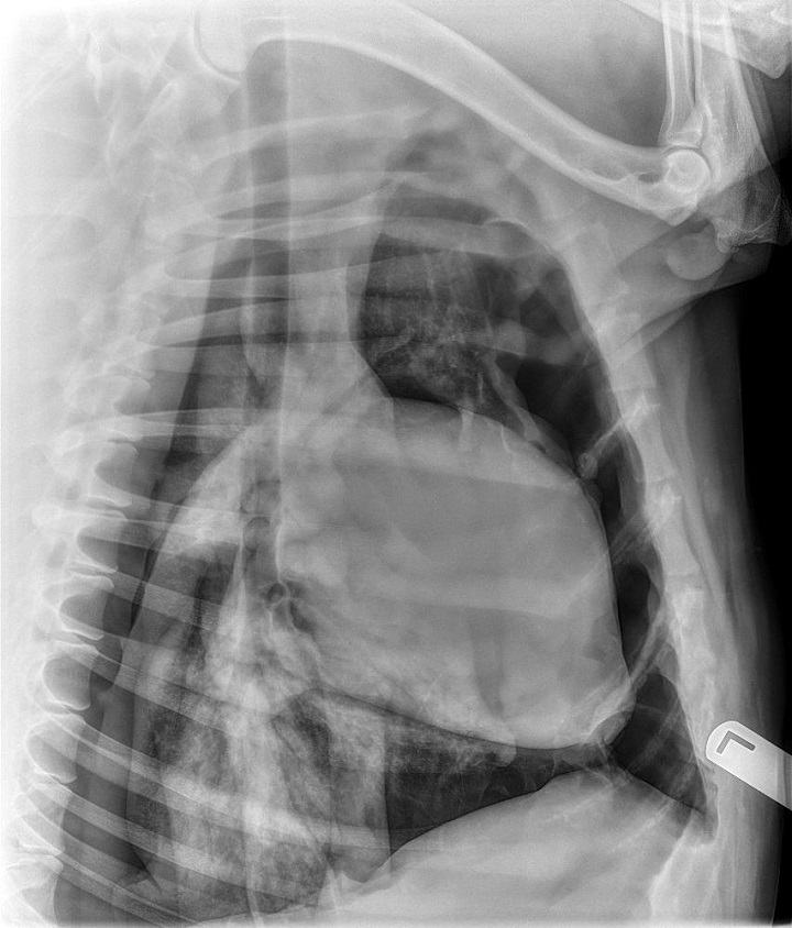 Understanding Pneumothorax in Dogs