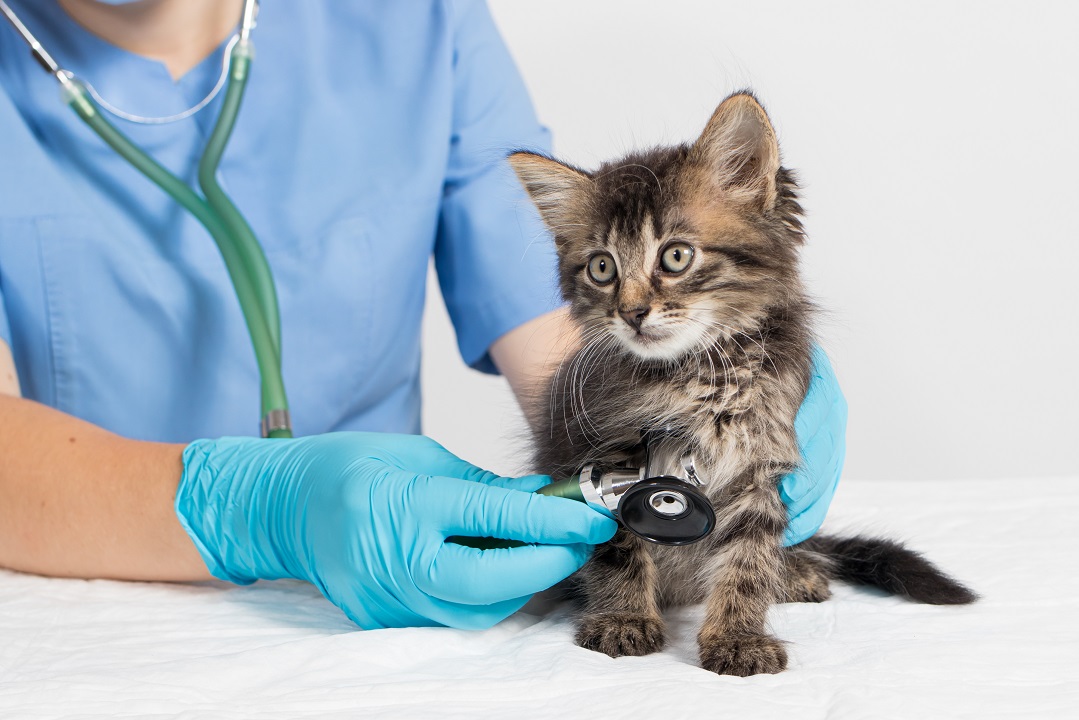 Learning About Feline Leukemia Virus