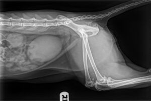 mount carmel animal hospital feline urinary obstruction