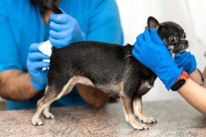 mt. carmel animal hospital anal sac disease in dogs