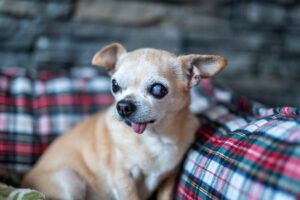 mount carmel animal hospital glaucoma in dogs