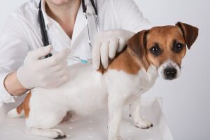 mt. carmel animal hospital canine distemper vaccine