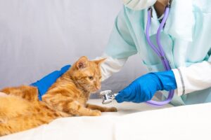 mount carmel animal hospital felv vaccine