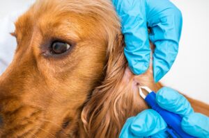 mount carmel animal hospital lyme disease vaccination