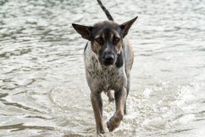 mount carmel animal hospital leptospirosis