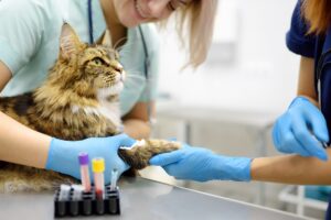 mount carmel animal hospital cbc and chemistry profile