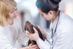 mount carmel animal hospital histiocytoma in dogs