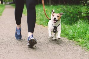 mount carmel animal hospital national walk your dog week