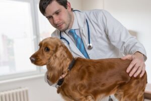 mount carmel animal hospital dilated cardiomyopathy in dogs