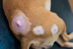 mount carmel animal hospital sebaceous gland adenoma in pets