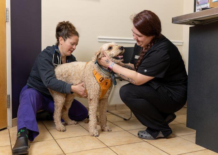 Two veterinarians gently pet a dog in a veterinary hospital