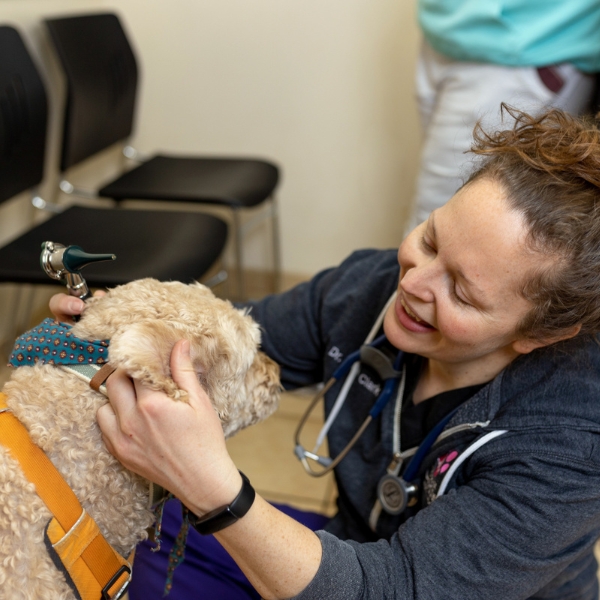 A vet examining a beige dog