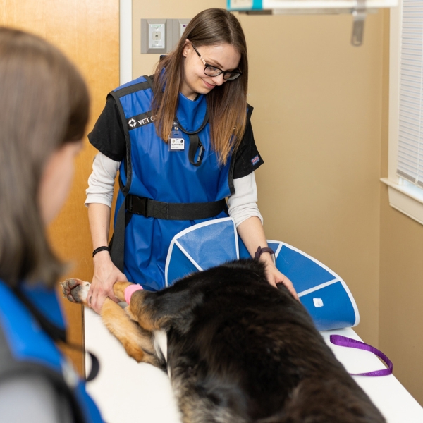 Veterinarian examining a dog