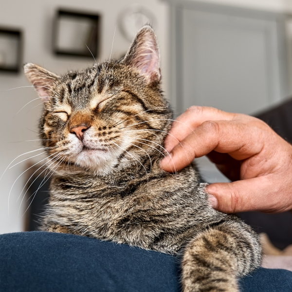 A cat being petted by a person's hand