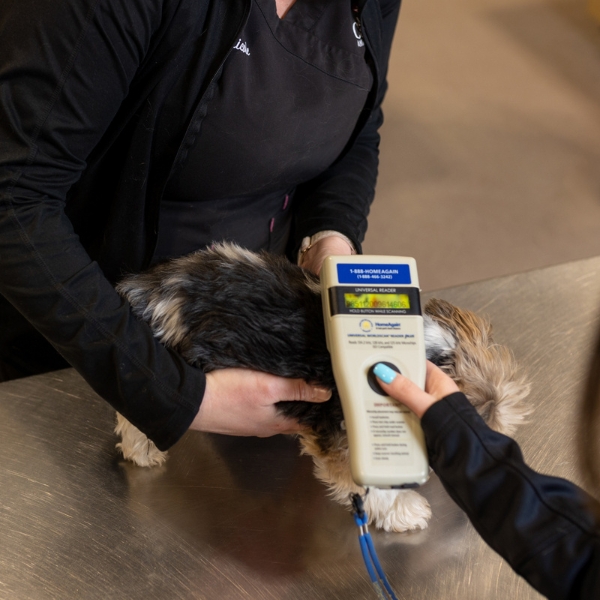 Veterinarian scanning a dog's microchip with a handheld reader