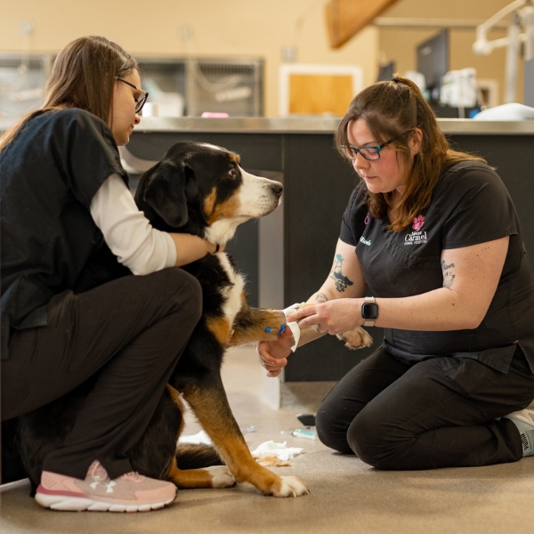 Two people attending to a dog