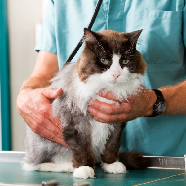 A veterinarian examining a cat