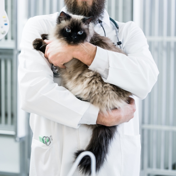 A vet in a white coat holding a cat