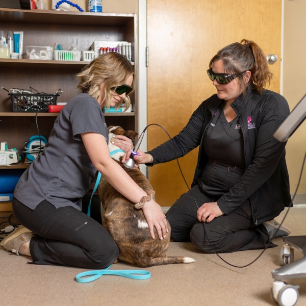 Two vets performing laser therapy on a dog