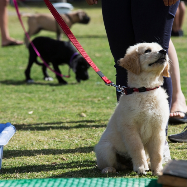 A puppy on a leash at a park