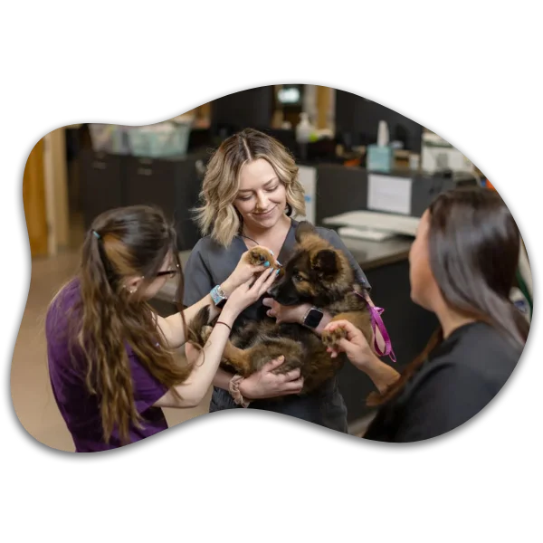Three veterinarians around a cute puppy