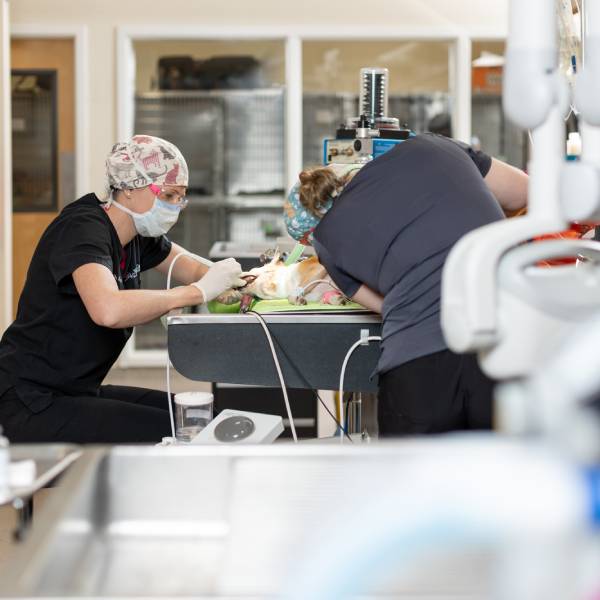 Veterinary Dentistry Services