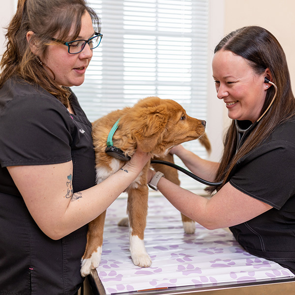 Pet Internal Medicine