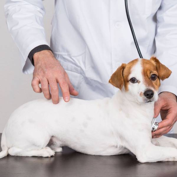 Pet Medical Boarding Services