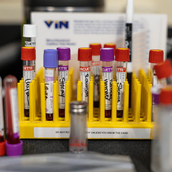 Two vets performing laser therapy on a dog